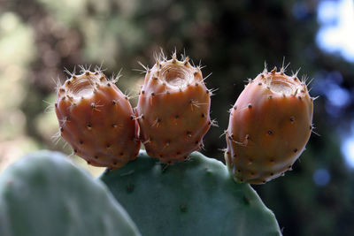 Close-up of prickly pears cactus