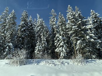 Frozen trees on snow covered land against sky