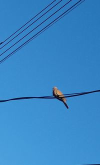 Low angle view of bird on cable against clear blue sky