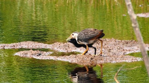 Bird perching on a lake