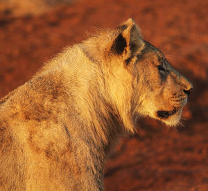 Close-up of cat