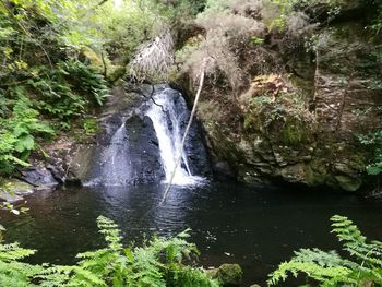 Scenic view of waterfall in forest