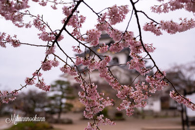 flowering plant