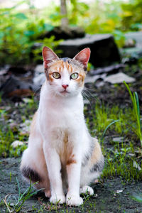 Portrait of cat sitting on field