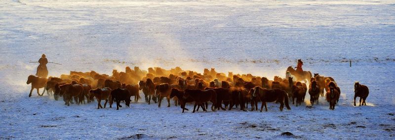 large group of animals