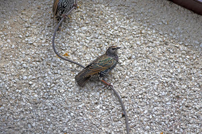 High angle view of a bird on land