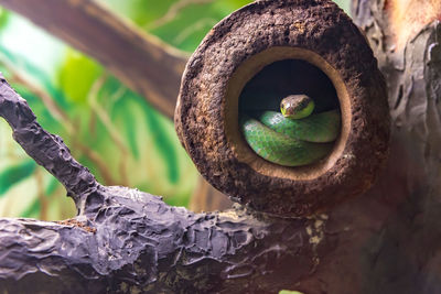 Low angle view of a bird on tree trunk