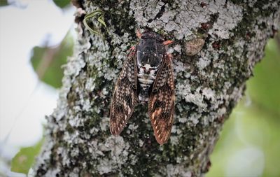 Close-up of lizard on tree trunk