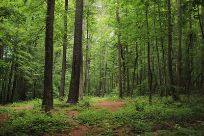 Trees growing in forest