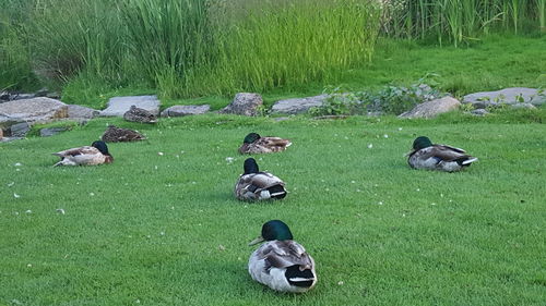 High angle view of ducks on field