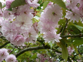 Close-up of white flowers blooming on tree