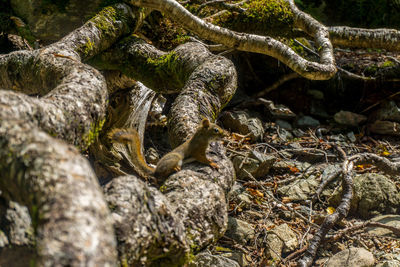 View of a lizard on rock