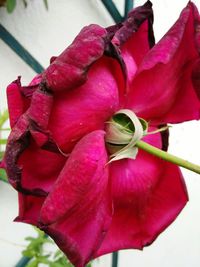 Close-up of pink rose