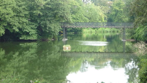 Scenic view of lake in forest