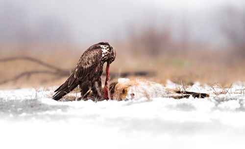 Close-up of a bird on snow