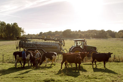 Mature farmers standing with cows at field on sunny day