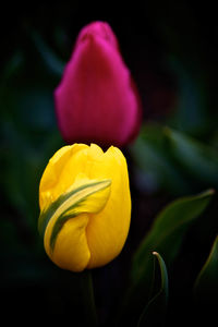 Close-up of tulips blooming outdoors