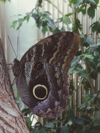 Close-up of butterfly on leaf