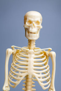 human skeleton