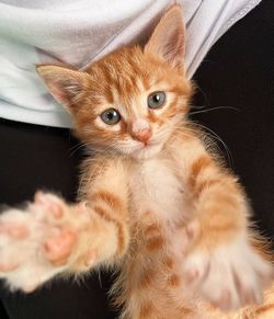 Close-up portrait of cat