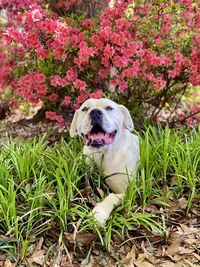 Bulldog in azaleas 