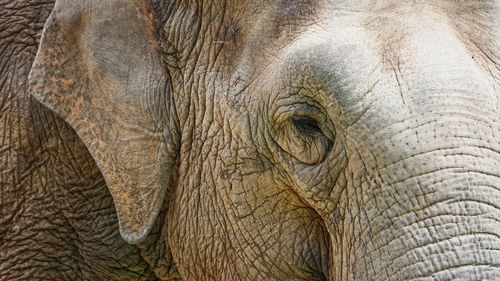 Close-up of elephant