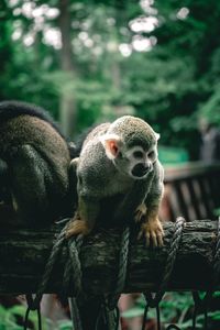 Monkey sitting in a zoo