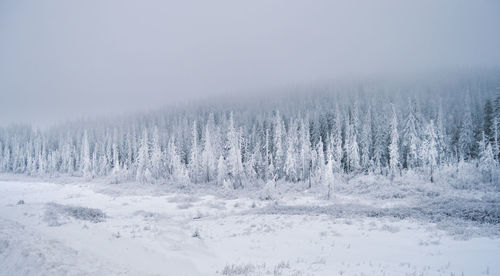 Trees on snow covered landscape