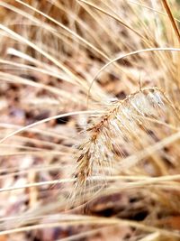 Close-up of stalks in field