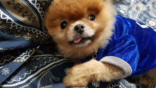 Close-up of cute dog with baby on bed