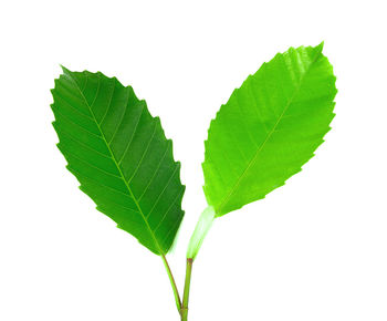 Close-up of leaves against white background