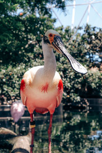 Roseate spoonbill