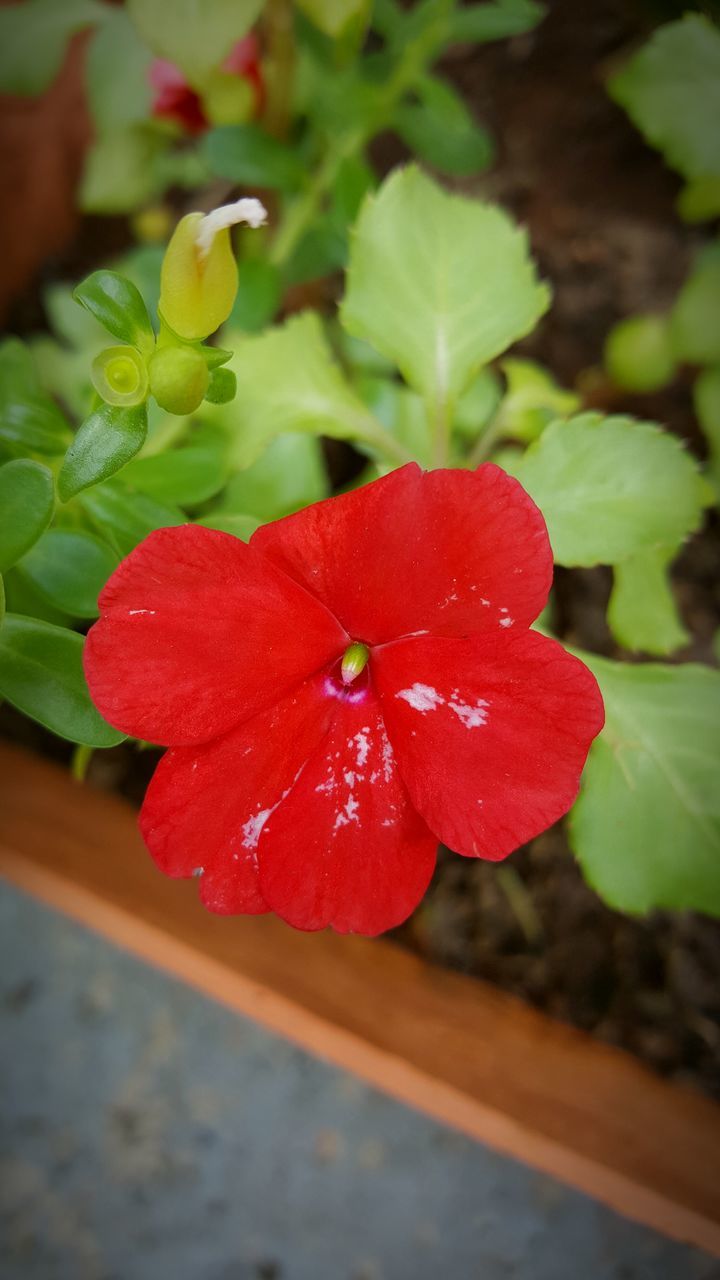 flower, fragility, beauty in nature, freshness, red, nature, petal, growth, flower head, close-up, blooming, plant, focus on foreground, no people, day, outdoors