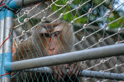 Close-up of chainlink fence in zoo