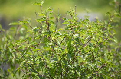 Close-up of fresh green leaves on plant