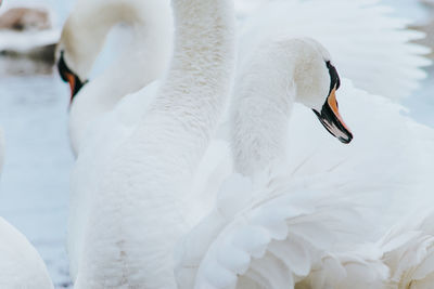 View of swan swimming in lake