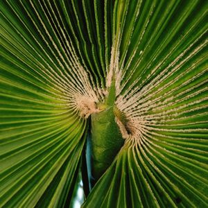 Close-up of palm leaf