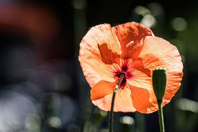 Close-up of orange flowering plant