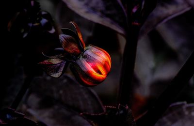 Close-up of red flower  bud on plant