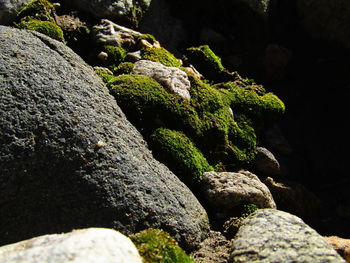 Close-up of lizard on rock