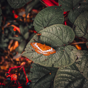 Close-up of autumn leaves