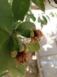 Close-up of fruits growing on tree