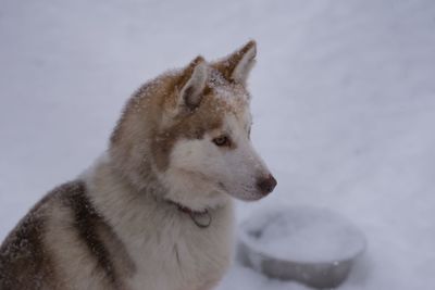 Dog looking away in snow