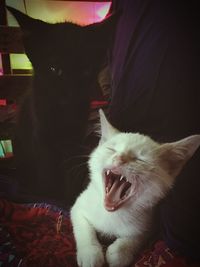 Close-up of cat resting on sofa