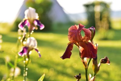 Close-up of purple flowering plant