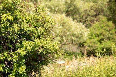 Plants growing on field