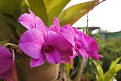 Close-up of pink flowering plant