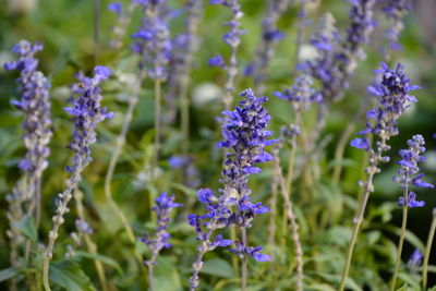 Close-up of purple flowering plants on field