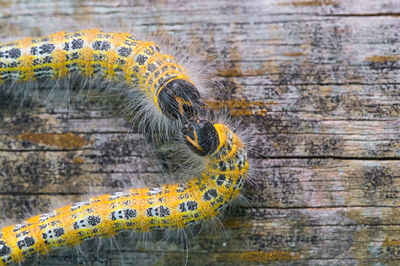 High angle view of snake on wooden table