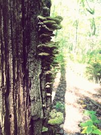Close-up of tree trunk in forest